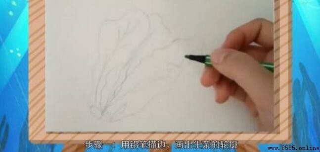 生菜簡筆畫教學:分步圖示與技巧指南