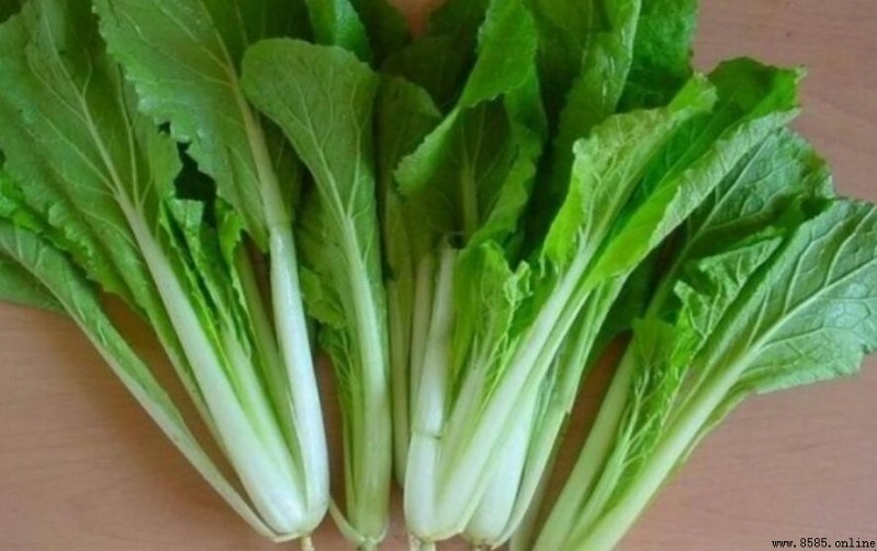 小白菜的品种有哪些