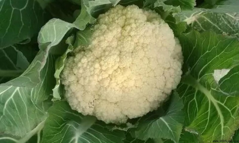 菜花栽培指南：从土壤准备到采收的完整流程