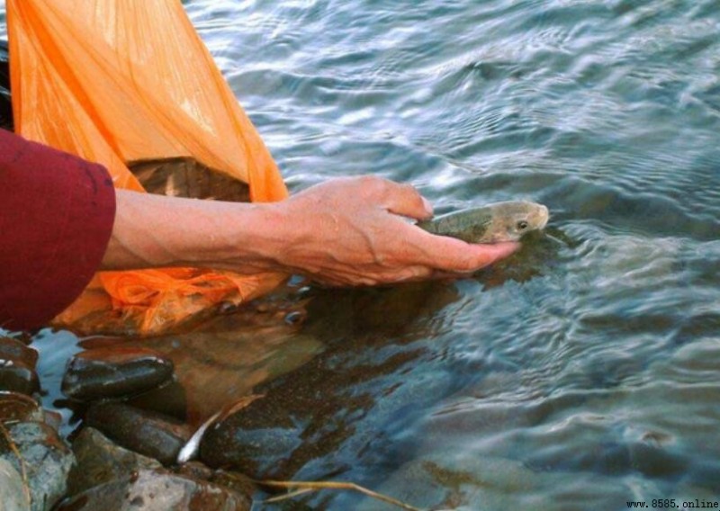 藏族為什麼不吃魚肉?揭秘水葬與信仰背後的禁忌