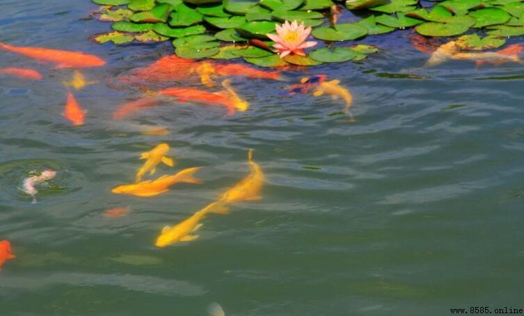 魚屬於動物嗎？科學解析其分類與特徵