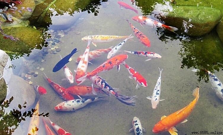 如何分辨鱼的公母