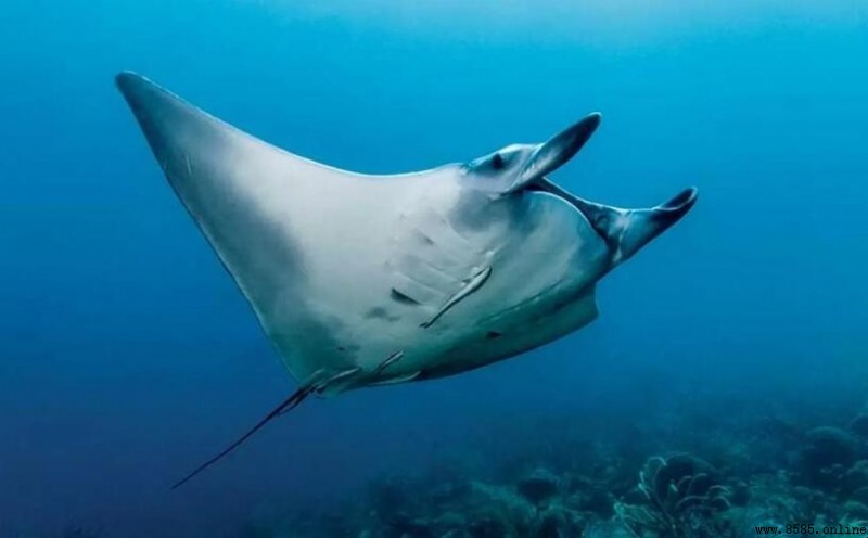 蝠鲼與魚魚的區別：科屬、外形與分布比較