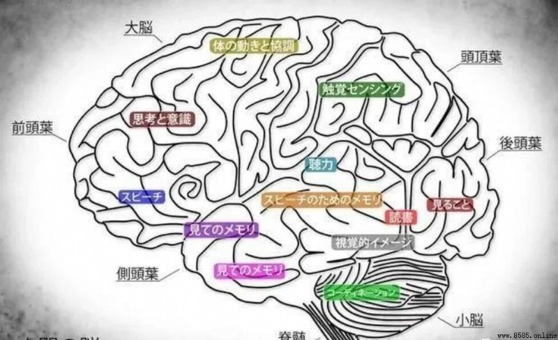 大腦的八個功能分區是什麼