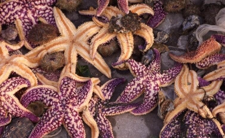 紫海星的生物習性