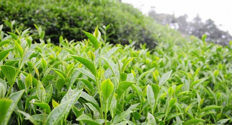 高山茶的副作用與禁忌