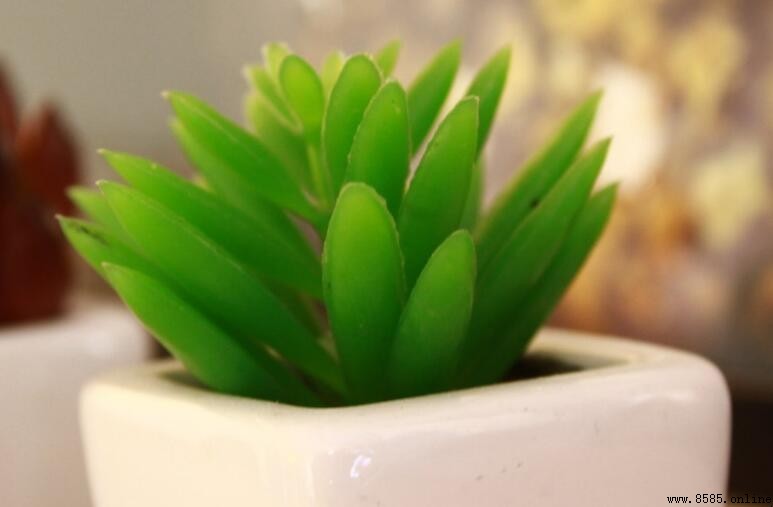 被子植物與裸子植物的區別：特徵比較