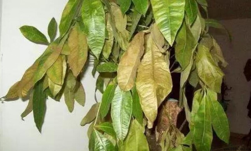 發財樹掉葉子怎麼挽救