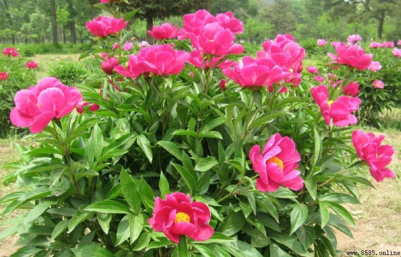 牡丹與芍藥的差異:4 點快速分辨技巧