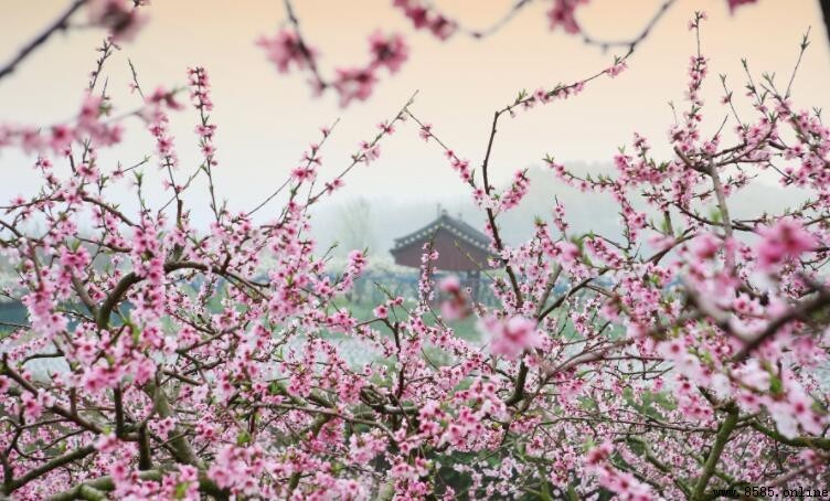 桃花坞里桃花庵的下一句是什么