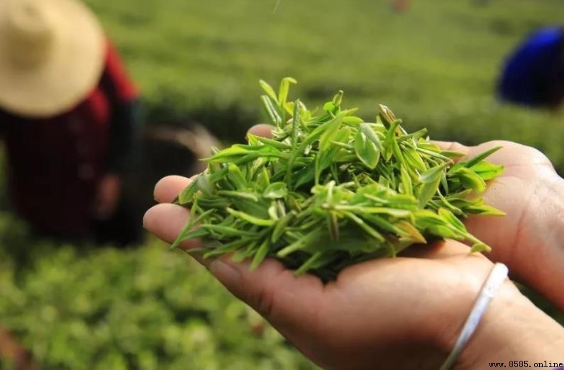 廬山產什麼茶？揭秘江西名茶：廬山雲霧茶