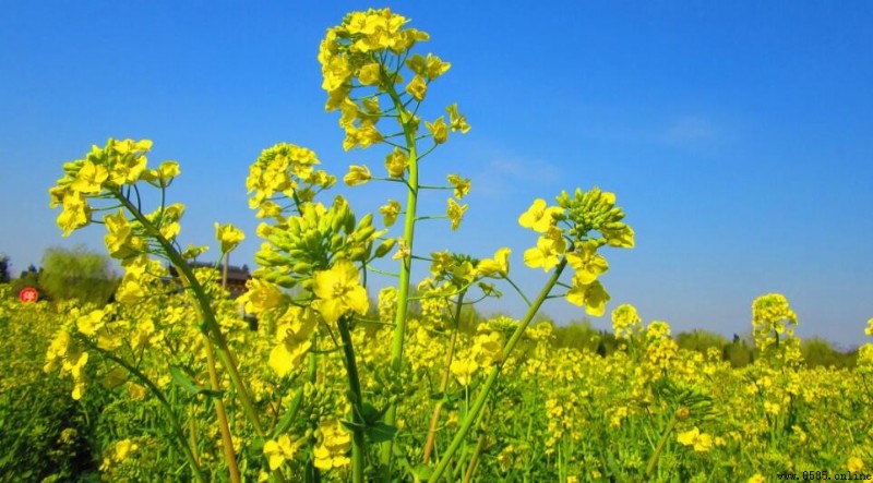 歐洲油菜是什麼