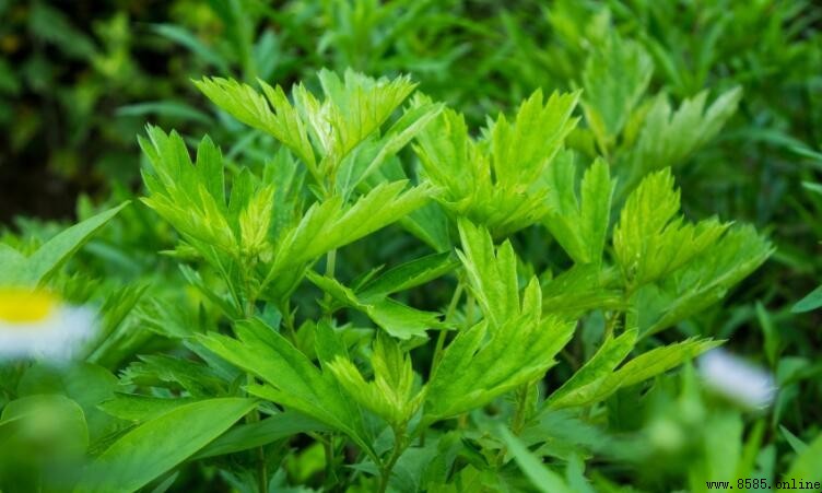艾葉和艾草有什麼不同?一文解析它們的關係與用途