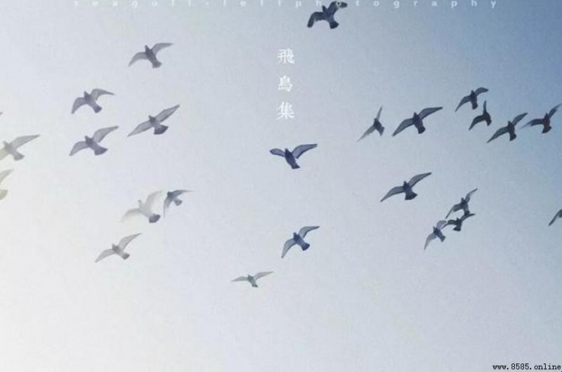 《飛鳥集》讀後感怎麼寫?三篇精選示例與心得分享