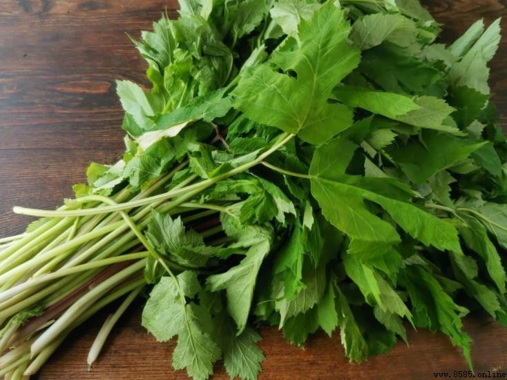 山野菜的物種分類解析