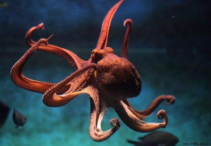 白灼章魚烹調時間與技巧