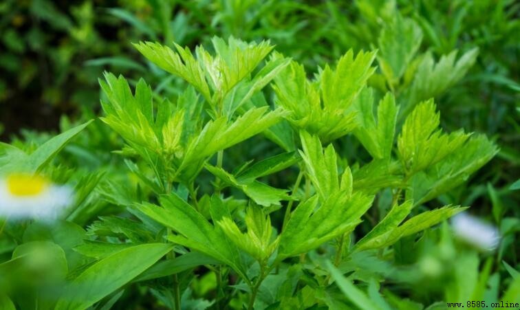 艾葉煮水喝的5大功效與用途