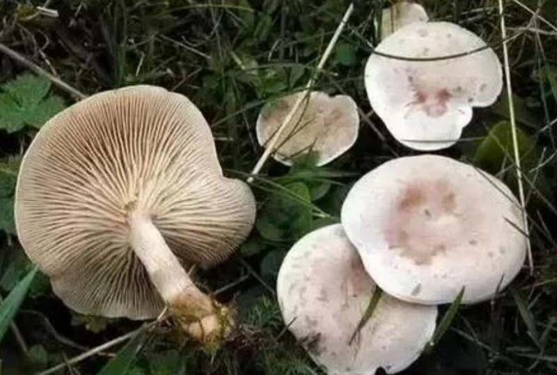 蘑菇不能和什麼一起吃？飲食禁忌與營養價值解析