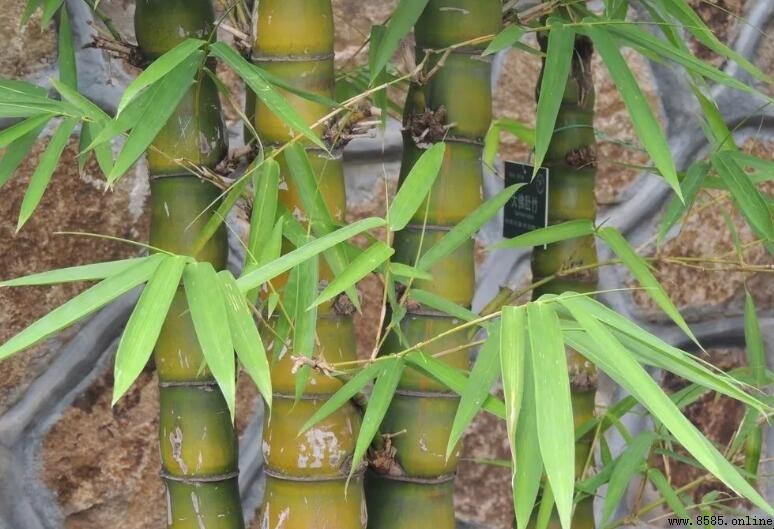 竹子的品格與象徵意義