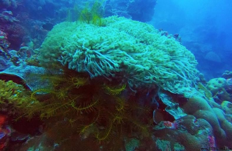 海草起源探秘：從陸地到海洋的高等被子植物