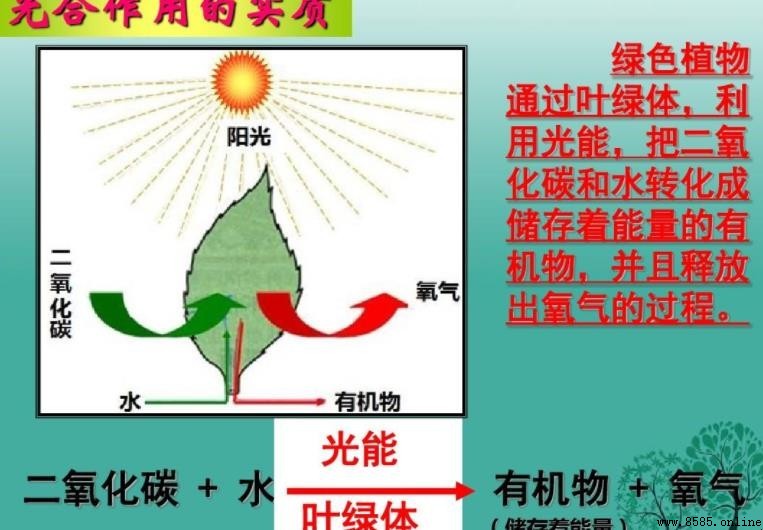 光合作用的條件是什麼