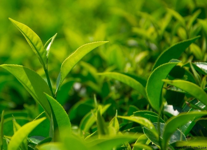 哪些茶叶属于绿茶?常见绿茶品种介绍