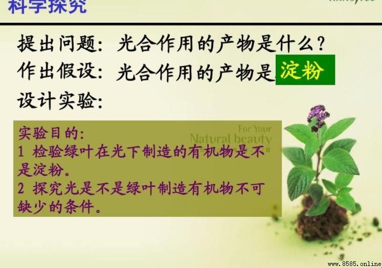 光合作用的產物有哪些