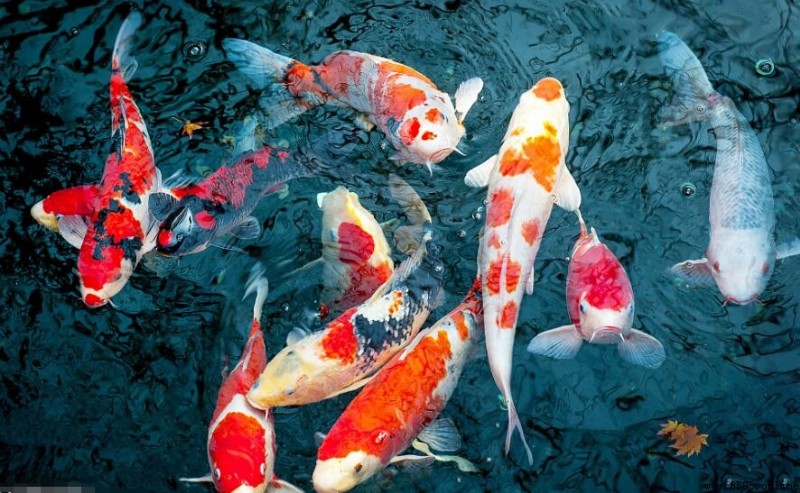 錦鯉簡筆畫怎麼畫:分步圖解教程