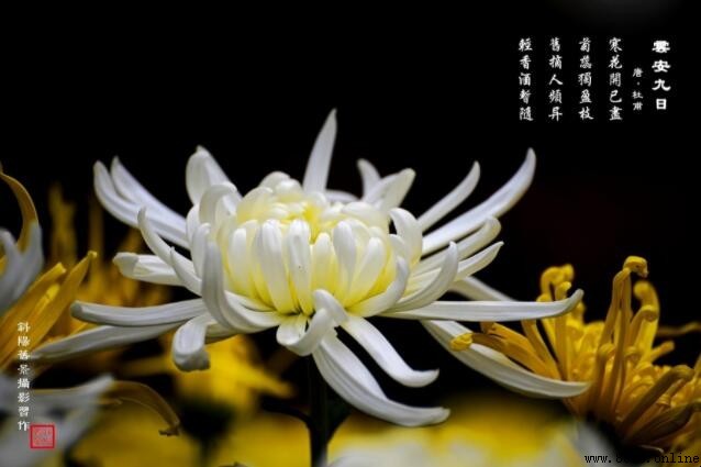 描寫菊花的古詩有哪些