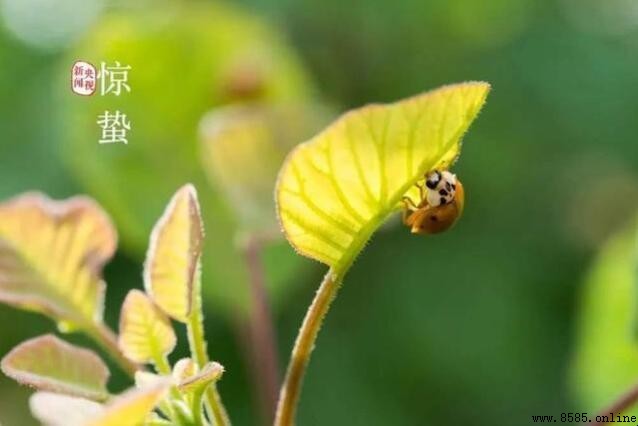 描寫驚蟄的詩有哪些