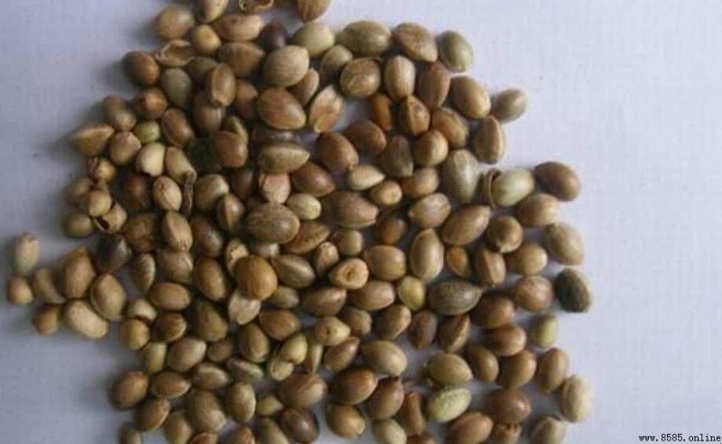 火麻仁的功效與作用