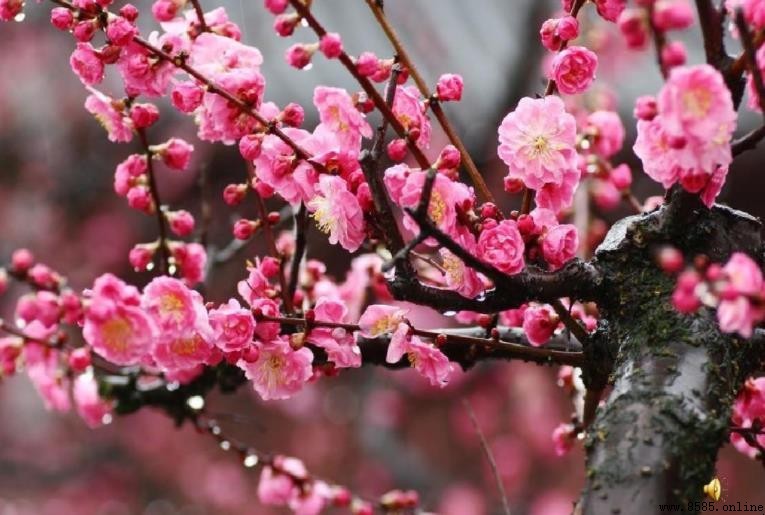 《梅花魂》情感主旨:梅花精神与家国情怀