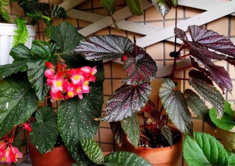花卉绿植属于什么垃圾?花盆是可回收垃圾吗?