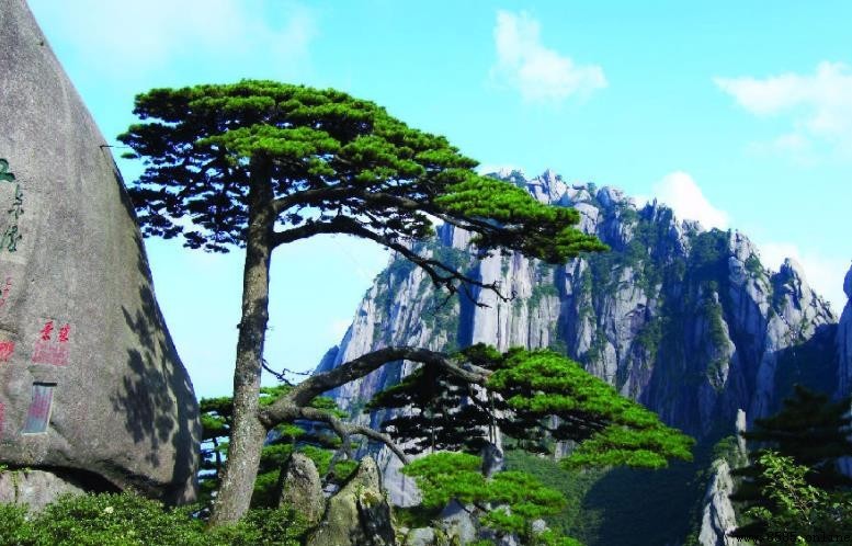 黃山氣候特點解析:四季分明與垂直氣候的魅力