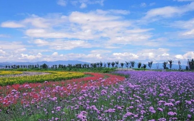 中國花海去哪裡?六大景點推薦
