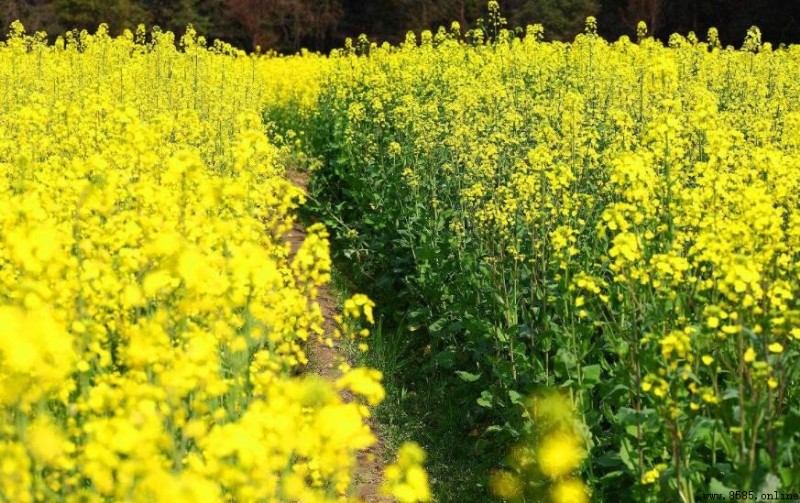 婺源油菜花開放時間：幾月份可見？