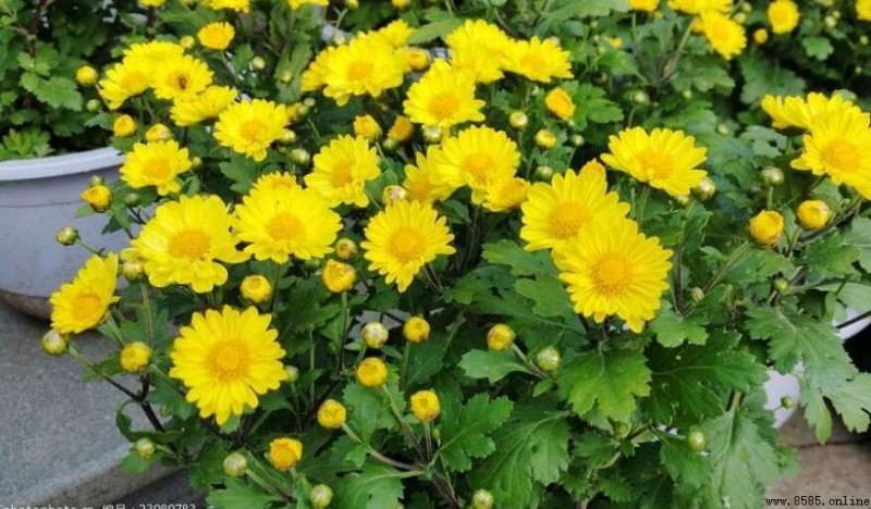 菊花為什麼在秋天開花