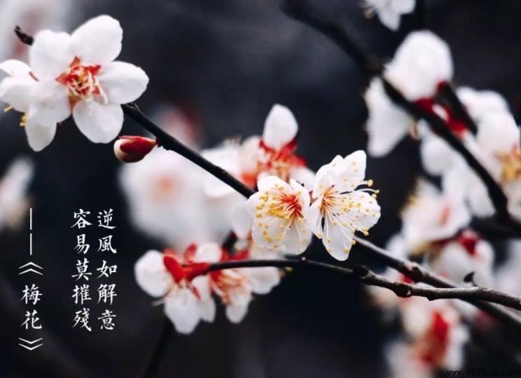 容易莫摧残的上一句是什麼