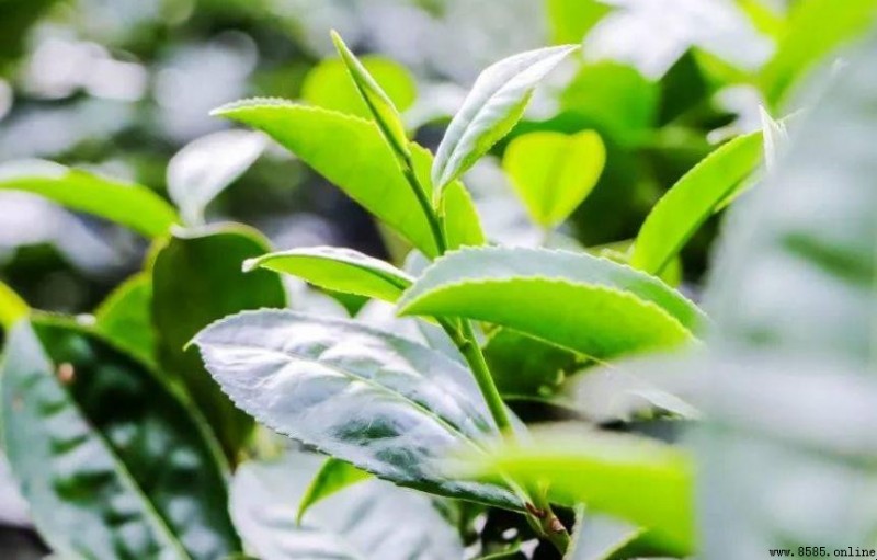 湄江茶冲泡艺术全解析