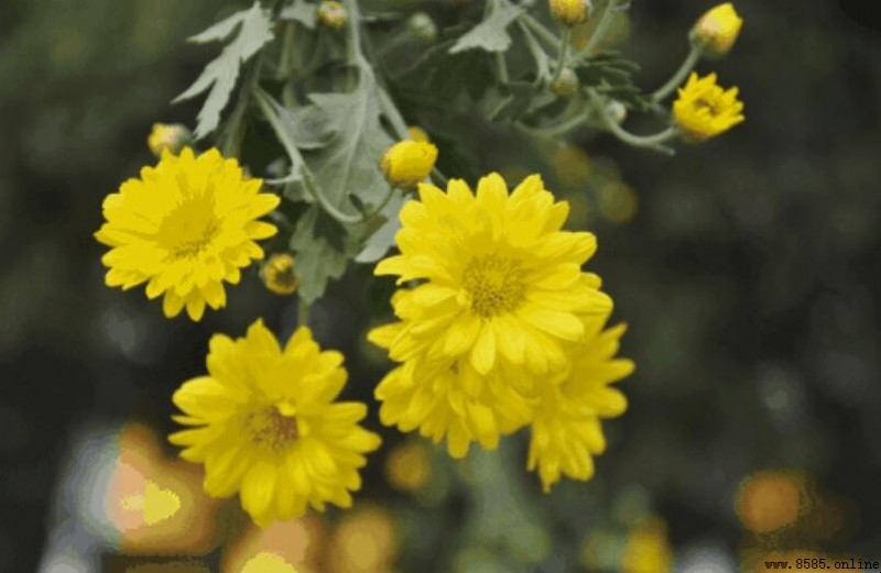 菊花開花時間全解析：不同品種的月曆