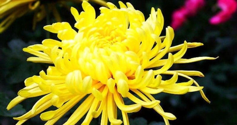 菊花的寓意與花語