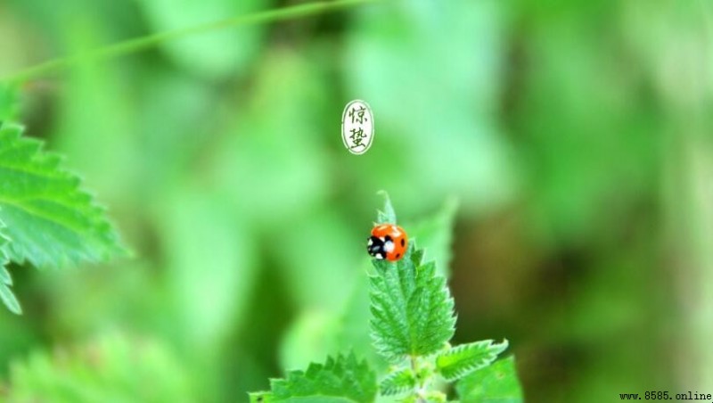 驚蟄是什麼節氣？解析春雷啟動的節氣奧秘