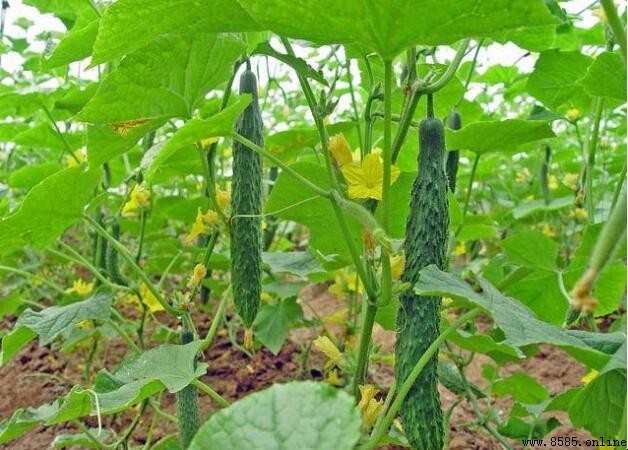 黃瓜栽培技術要點