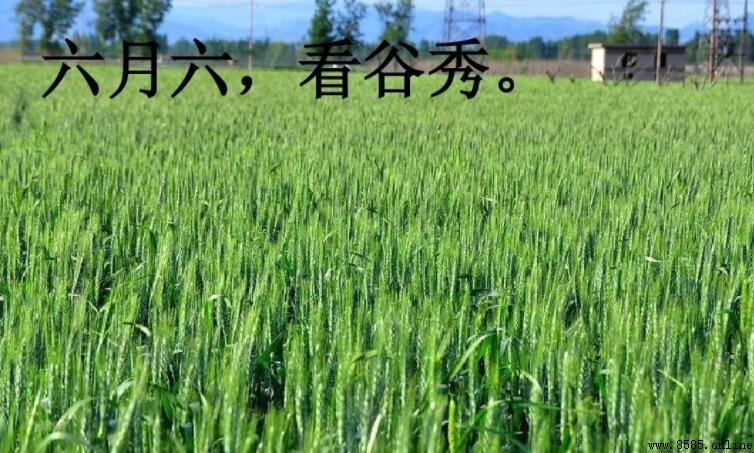 農曆六月六「看谷秀」是什麼意思?傳統農耕習俗全解析