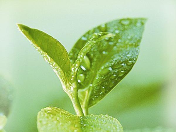 茶水煮飯的兩大好處：助消化、防牙周炎