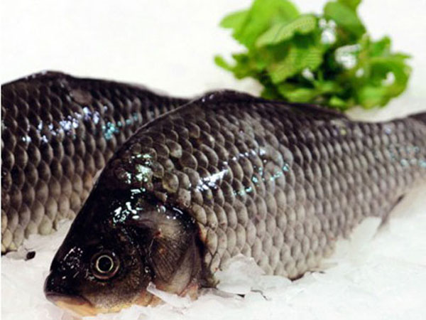 吃魕注意!4款部位盡量別吃,魚齡越大毒性越高