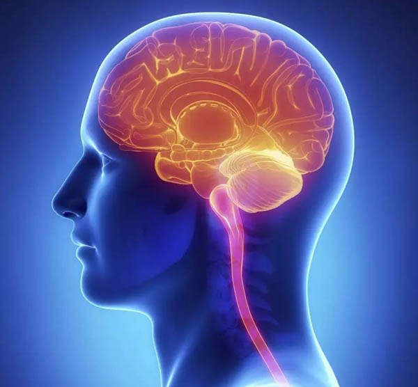 腦梗塞成因解析:血管病變與血液因素的根本原因