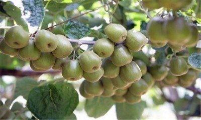 猕猴桃皮的妙用：抗氧化、抗癌與抗菌功效