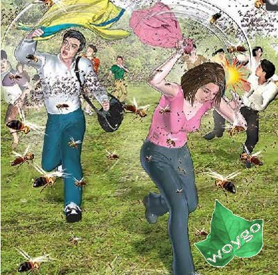 蜂螫中毒的緊急處理與注意事項