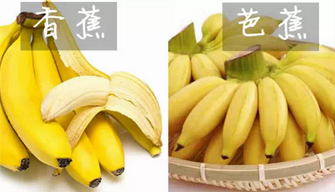 香蕉與芭蕉的差異：如何區分它們